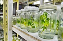 Iranian Scientist Uses Nanotechnology to Produce Pesticide for Warehouses