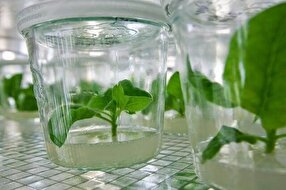 Iranian Scientists Produce Seedlings through Tissue Culture