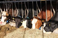 EU to Support Danish Climate-Friendly Dairy Production with Aid