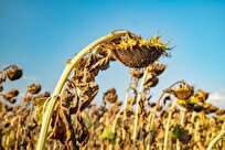 Europe Endures Hottest Summer on Record, Devastating Crops, Lives