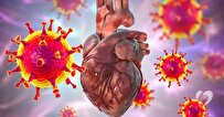 Scientists Uncover Surprising Source of Cardiac Inflammation