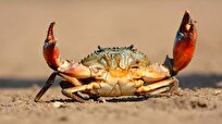 Billions of Crabs Suddenly Vanish in U.S. Alaska Likely Due to Climate Change