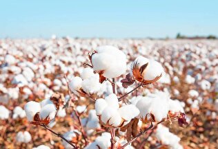 Iranian Firm Produces Coated Cotton Seeds for Saline Lands