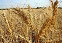 Iranian Firm Produces Modified Wheat, Barley Seeds to Improve Cultivation in Tropical Areas