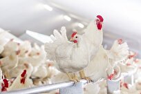 Iranian Company Makes Herbal Supplements for Poultry Industry