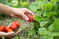 Iranian Official Stresses Need for Using Technology to Review Greenhouse Development Methods