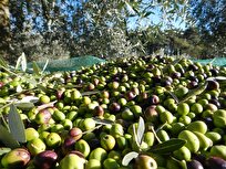 Olive Production in Central Syria Drops to 51,000 Tons