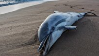 Atlantic Dolphins Dying Much Younger, Scientists Sound Alarm