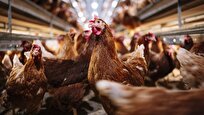 Iranian Scientists Succeed in Rapid Diagnosis of Pullorum Disease in Poultry