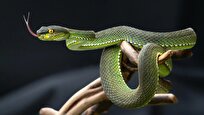 Snake Pee Might Hold Secret to Ending Gout Pain, Kidney Stones