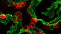 Scientists Finds Lung’s Hidden Self-Healing Switch