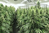 Islamic Azad University’s Isfahan Branch Meets 30% of Iranian Greenhouse Seed Needs