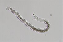 int’l-student-in-southern-iran-registers-new-species-of-“nematodes”