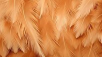 Iranian Company Produces Nano-Based Keratin from Chicken Feathers