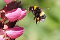 scientists-shocked-as-bumblebees-learn-to-read-simple-“morse-code”