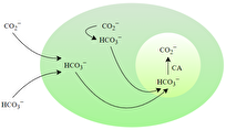 Iranian Scientists, Colleagues Solve Mystery of CO₂ Absorption in Hydrocarbons