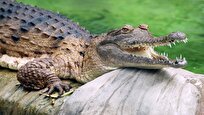 55-million-year-old-fossils-reveal-bizarre-crocs-dropped-from-trees