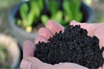 Iranian Scientists Convert Agricultural Waste into Biochar