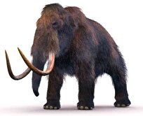 scientists-recover-40000-year-old-mammoth-rna-still-packed-with-clues