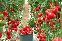 Iran-Made Actinomycetous Biofertilizer Increases Tomato Yield, Quality, Shelf Life