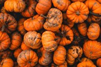 Scientists Finally Discover Why Pumpkins Absorb Pollution