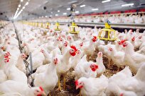 Iranian Researchers Identify New Parasite in Broiler Farms