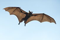 After 25 Years, Scientists Solve Bird-Eating Bat Mystery