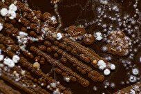 Soil Microbes Remember Drought, Help Plants Survive