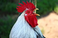Iranian Scientists Achieve Artificial Insemination Technology for ‘Arian’ Crossbreed of Roosters
