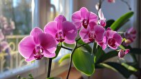 Iranians Manage Mass Propagation of Phalaenopsis Orchid Using a Novel Method