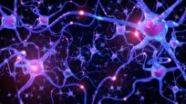 New Artificial Neurons Physically Replicate Brain