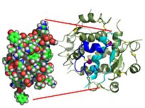 Scientists Uncover New Secrets of Insulin Production