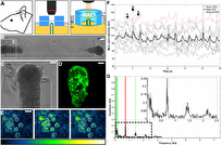 How Living Electrodes Are Revolutionizing High-Speed Electronics