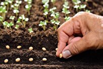 Iran to Develop Technology of Domestically-Produced Hybrid Seeds