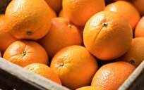 Harvard Study Finds Daily Eating Orange Could Cut Depression Risk by 20%