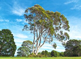 Iranian Firm Produces MDF from Eucalyptus, Exports to 18 Countries