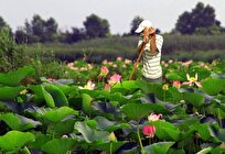Anzali Lagoon in Northern Iran