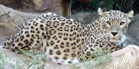Persian Leopard