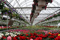 Iran-Made Nanobubble Technology Eliminates Need for Fungicides in Greenhouses