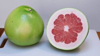 Scientists Turn Pomelo Peels Into Electricity-Generating Devices