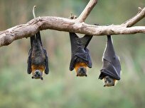 Bats Learn to Hunt by Eavesdropping on Mating Calls