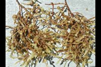 Iranian Researchers Make Moisturizing Cream with Seaweed Extract