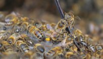 Scientists Reveal Hidden Pause That Keeps Bee Colonies Alive