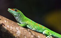 How Madagascar’s Lizards Became Island’s Last Hope for Reforestation