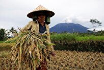 Indonesia's Rice Reserves Highest Since 1969