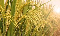 Iran Uses Nuclear Technology to Produce Drought-Resistant Rice