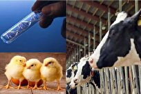 Iranian Firm Makes Herbal Antibiotics for Livestock, Poultry