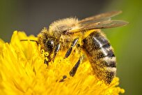 What Happens When Bees Can’t Buzz Right? Nature Starts Falling Apart