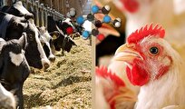 Iranian Scientists Make Bioshield to Prevent Viral Diseases in Livestock
