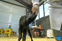 Chinese Scientists Successfully Clone Yak